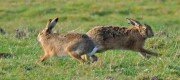2hares