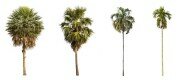 4_palms